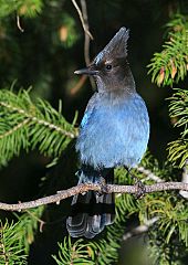 Steller's Jay